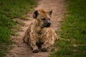 136 Masai Mara, gevlekte hyena